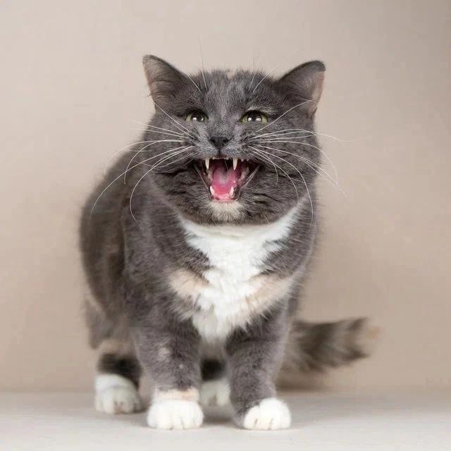 ���� ���� ���
