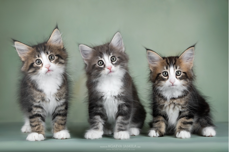������ ���������� ������ ����� ��������