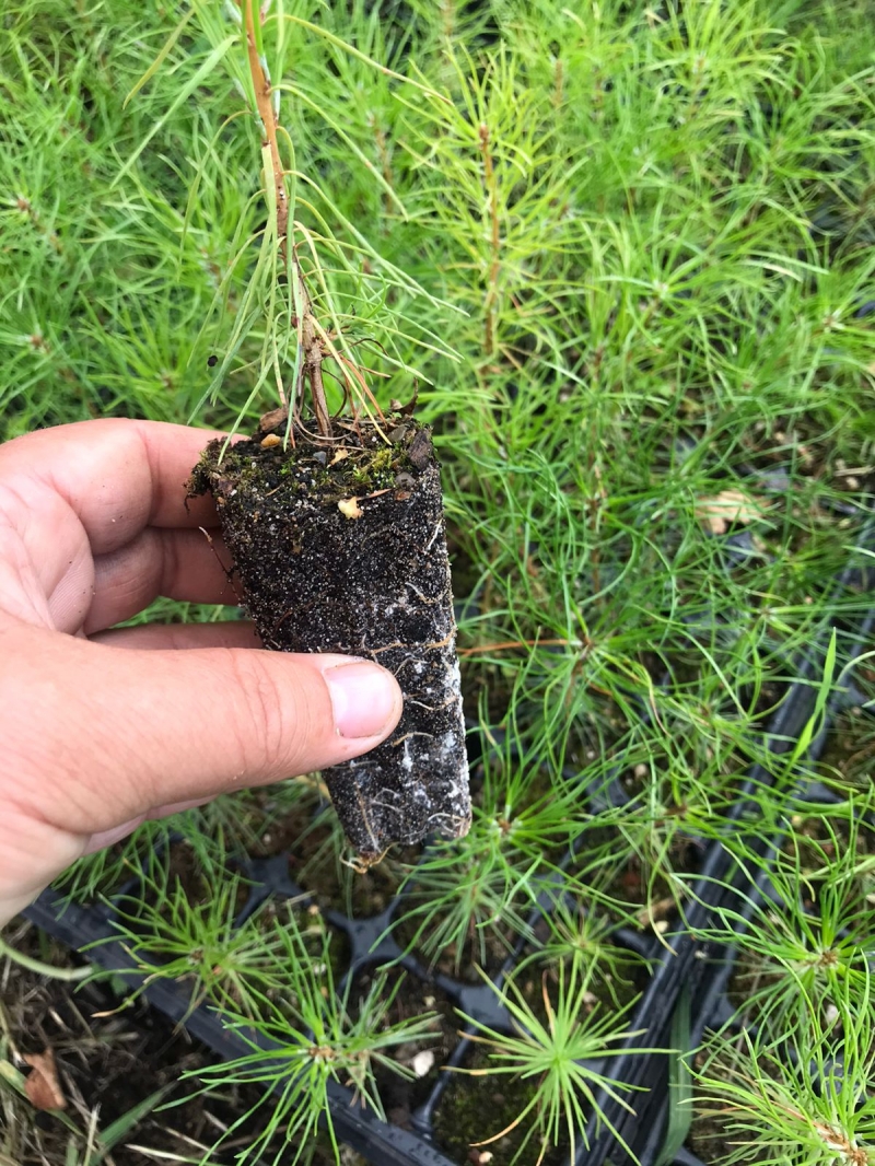 ������ ��� ����� ��� ���