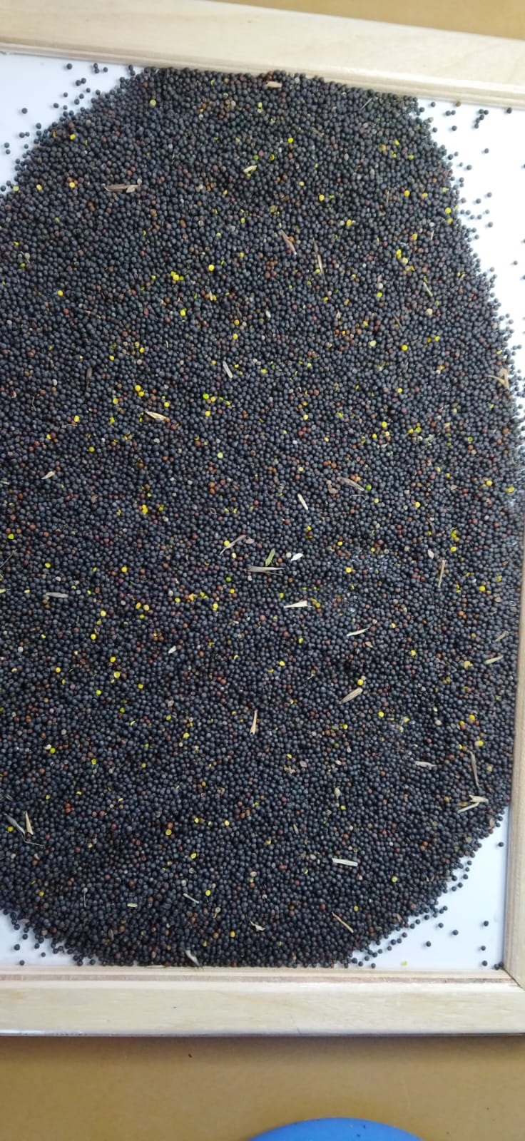 ������ ����, ����� , ����