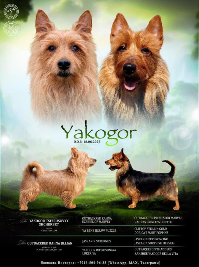 �e��� A�c�p������o�� �ep�ep�. ���o���� �KO�O�